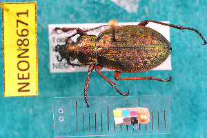  ( - NEONcarabid8671)  @13 [ ] Copyright (2010) National Ecological Observatory Network, Inc. National Ecological Observatory Network (NEON) http://www.neoninc.org/content/copyright