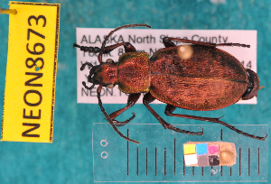  ( - NEONcarabid8673)  @13 [ ] Copyright (2010) National Ecological Observatory Network, Inc. National Ecological Observatory Network (NEON) http://www.neoninc.org/content/copyright
