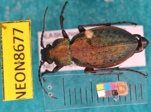  ( - NEONcarabid8677)  @13 [ ] Copyright (2010) National Ecological Observatory Network, Inc. National Ecological Observatory Network (NEON) http://www.neoninc.org/content/copyright