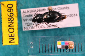  ( - NEONcarabid8690)  @12 [ ] Copyright (2010) National Ecological Observatory Network, Inc. National Ecological Observatory Network (NEON) http://www.neoninc.org/content/copyright