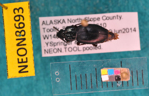  ( - NEONcarabid8693)  @12 [ ] Copyright (2010) National Ecological Observatory Network, Inc. National Ecological Observatory Network (NEON) http://www.neoninc.org/content/copyright