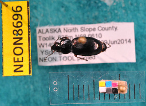  ( - NEONcarabid8696)  @12 [ ] Copyright (2010) National Ecological Observatory Network, Inc. National Ecological Observatory Network (NEON) http://www.neoninc.org/content/copyright