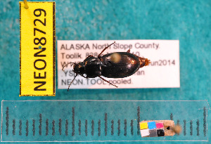  ( - NEONcarabid8729)  @12 [ ] Copyright (2010) National Ecological Observatory Network, Inc. National Ecological Observatory Network (NEON) http://www.neoninc.org/content/copyright