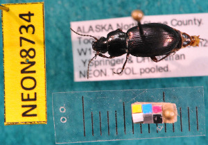  ( - NEONcarabid8734)  @12 [ ] Copyright (2010) National Ecological Observatory Network, Inc. National Ecological Observatory Network (NEON) http://www.neoninc.org/content/copyright