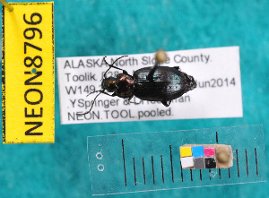  ( - NEONcarabid8796)  @12 [ ] Copyright (2010) National Ecological Observatory Network, Inc. National Ecological Observatory Network (NEON) http://www.neoninc.org/content/copyright