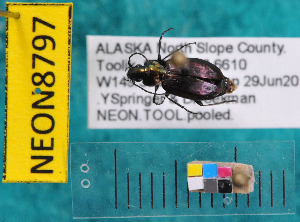  ( - NEONcarabid8797)  @12 [ ] Copyright (2010) National Ecological Observatory Network, Inc. National Ecological Observatory Network (NEON) http://www.neoninc.org/content/copyright