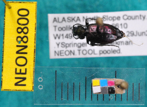  ( - NEONcarabid8800)  @12 [ ] Copyright (2010) National Ecological Observatory Network, Inc. National Ecological Observatory Network (NEON) http://www.neoninc.org/content/copyright