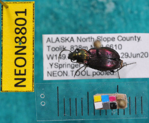  ( - NEONcarabid8801)  @12 [ ] Copyright (2010) National Ecological Observatory Network, Inc. National Ecological Observatory Network (NEON) http://www.neoninc.org/content/copyright