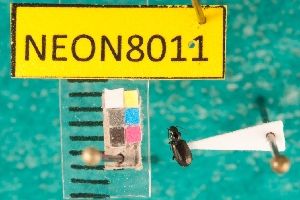 ( - NEONcarabid8011)  @13 [ ] Copyright (2010) National Ecological Observatory Network, Inc. National Ecological Observatory Network (NEON) http://www.neoninc.org/content/copyright