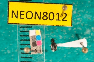  ( - NEONcarabid8012)  @13 [ ] Copyright (2010) National Ecological Observatory Network, Inc. National Ecological Observatory Network (NEON) http://www.neoninc.org/content/copyright