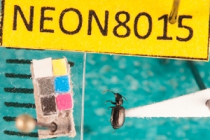  ( - NEONcarabid8015)  @13 [ ] Copyright (2010) National Ecological Observatory Network, Inc. National Ecological Observatory Network (NEON) http://www.neoninc.org/content/copyright