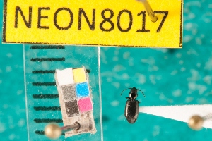  ( - NEONcarabid8017)  @13 [ ] Copyright (2010) National Ecological Observatory Network, Inc. National Ecological Observatory Network (NEON) http://www.neoninc.org/content/copyright