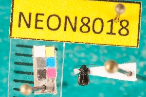  ( - NEONcarabid8018)  @13 [ ] Copyright (2010) National Ecological Observatory Network, Inc. National Ecological Observatory Network (NEON) http://www.neoninc.org/content/copyright
