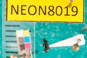  ( - NEONcarabid8019)  @13 [ ] Copyright (2010) National Ecological Observatory Network, Inc. National Ecological Observatory Network (NEON) http://www.neoninc.org/content/copyright