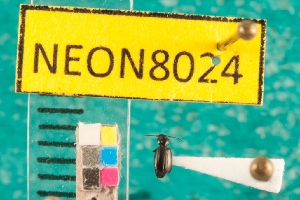  ( - NEONcarabid8024)  @13 [ ] Copyright (2010) National Ecological Observatory Network, Inc. National Ecological Observatory Network (NEON) http://www.neoninc.org/content/copyright