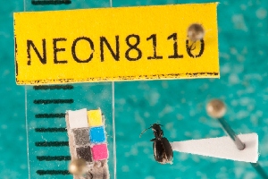  ( - NEONcarabid8110)  @13 [ ] Copyright (2010) National Ecological Observatory Network, Inc. National Ecological Observatory Network (NEON) http://www.neoninc.org/content/copyright