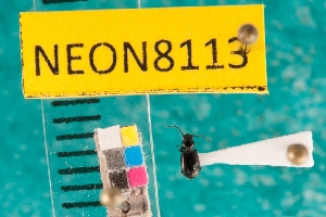  ( - NEONcarabid8113)  @13 [ ] Copyright (2010) National Ecological Observatory Network, Inc. National Ecological Observatory Network (NEON) http://www.neoninc.org/content/copyright