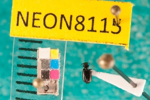  ( - NEONcarabid8115)  @13 [ ] Copyright (2010) National Ecological Observatory Network, Inc. National Ecological Observatory Network (NEON) http://www.neoninc.org/content/copyright