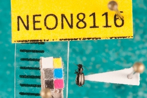  ( - NEONcarabid8116)  @13 [ ] Copyright (2010) National Ecological Observatory Network, Inc. National Ecological Observatory Network (NEON) http://www.neoninc.org/content/copyright
