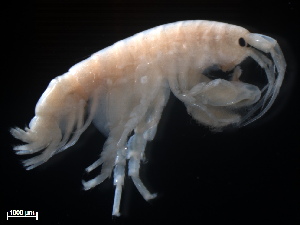  ( - B45-MPU)  @11 [ ] Copyright (2019) Fiona MacKay Oceanographic Research Institute