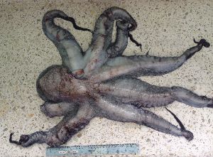 (Octopus mimus - ITPPL-049)  @11 [ ] Copyright (2014) Pablo Londone Instituto Tecnologico de la Producción