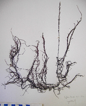  (Gracilariopsis longissima - PhL-CB100)  @11 [ ] CreativeCommons - Attribution Non-Commercial (2010) Clara Bertuccio Phycological Lab - University of Messina, Italy