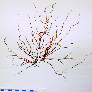  (Gracilaria gracilis - PhL-CB133)  @11 [ ] CreativeCommons - Attribution Non-Commercial (2010) Clara Bertuccio Phycological Lab - University of Messina, Italy