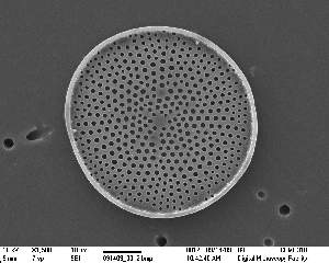  (Coscinodiscus radiatus - IK_MTA99_ITS)  @11 [ ] CreativeCommons - Attribution Non-Commercial Share-Alike (2015) Jim Ehrman Mount Allison University