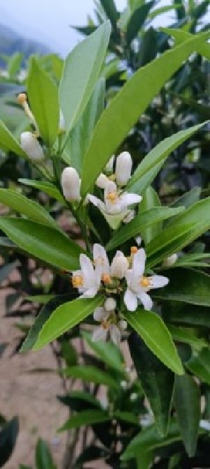  ( - NM23.1)  @11 [ ] Unspecified (default): All Rights Reserved  Unspecified Unspecified