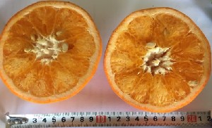  ( - NM23.1)  @11 [ ] Unspecified (default): All Rights Reserved  Unspecified Unspecified