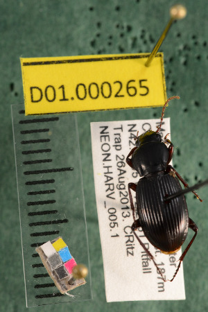  ( - NEON.BET.D01.000265)  @13 [ ] Copyright (2013) Cory Ritz National Ecological Observatory Network (NEON) http://www.neoninc.org/content/copyright