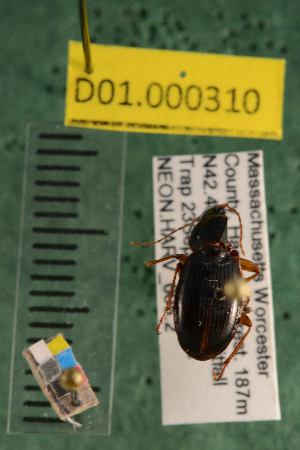  ( - NEON.BET.D01.000310)  @12 [ ] Copyright (2013) Cory Ritz National Ecological Observatory Network (NEON) http://www.neoninc.org/content/copyright