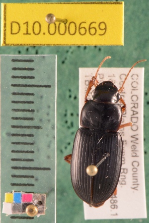  (Harpalus paratus - NEON.BET.D10.000669)  @13 [ ] Copyright (2010) National Ecological Observatory Network, Inc. National Ecological Observatory Network (NEON) http://www.neoninc.org/content/copyright