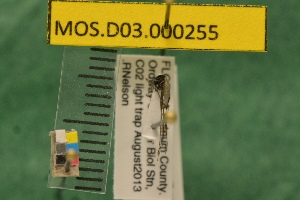  (Orthopodomyia signifera - MOS.D03.000255)  @11 [ ] Copyright (2010) National Ecological Observatory Network, Inc. National Ecological Observatory Network (NEON) http://www.neoninc.org/content/copyright