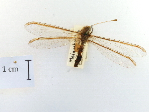  ( - CCDB-30318-G07)  @11 [ ] CreativeCommons - Attribution (2018) CBG Photography Group Centre for Biodiversity Genomics