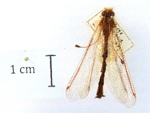  (Helcopteryx - CCDB-30318-H06)  @11 [ ] CreativeCommons - Attribution (2018) CBG Photography Group Centre for Biodiversity Genomics