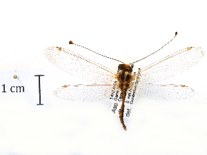  ( - CCDB-30319-B01)  @11 [ ] CreativeCommons - Attribution (2018) CBG Photography Group Centre for Biodiversity Genomics