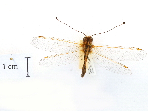  ( - CCDB-30319-B02)  @11 [ ] CreativeCommons - Attribution (2018) CBG Photography Group Centre for Biodiversity Genomics