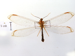  ( - CCDB-30319-H09)  @11 [ ] CreativeCommons - Attribution (2018) CBG Photography Group Centre for Biodiversity Genomics