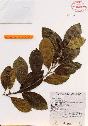 (Ficus aurea - Gomez1029)  @11 [ ] Copyright (2012) Martin Ricker Universidad Nacional Autonoma de Mexico, Instituto de Biologia