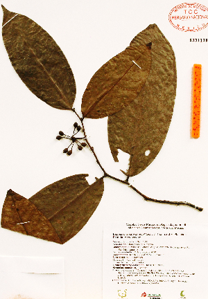  (Guatteria amplifolia - Gomez1018)  @11 [ ] Copyright (2012) Martin Ricker Universidad Nacional Autonoma de Mexico, Instituto de Biologia