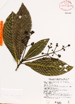  (Psychotria flava - Gomez961)  @11 [ ] Copyright (2012) Martin Ricker Universidad Nacional Autonoma de Mexico, Instituto de Biologia