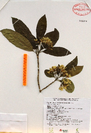  (Tabernaemontana arborea - Gomez990)  @11 [ ] Copyright (2012) Martin Ricker Universidad Nacional Autonoma de Mexico, Instituto de Biologia