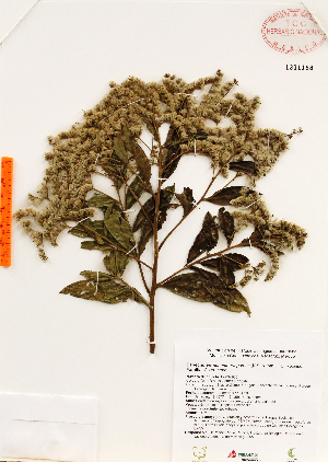  (Vernonanthura patens - Gomez965)  @11 [ ] Copyright (2012) Martin Ricker Universidad Nacional Autonoma de Mexico, Instituto de Biologia