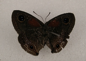  ( - WI-JAG-943)  @12 [ ] Copyright (2013) by-nc-sa Caribbean Natural History Group