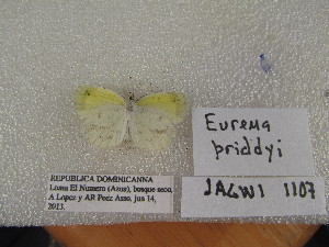  (Eurema priddyi - WI-JAG-1107)  @13 [ ] No Rights Reserved (2014) Julio A. Genaro Unspecified