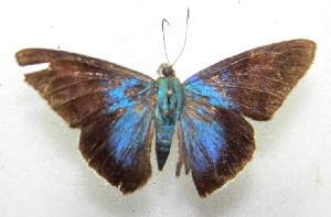  ( - WI-JAG-605)  @12 [ ] No Rights Reserved  Julio A Genaro Caribbean Natural History Group