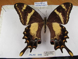  ( - Wi-JAG-1149)  @11 [ ] No Rights Reserved (2015) Julio A Genaro Caribbean Natural History Group