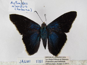 ( - Wi-JAG-1151)  @12 [ ] No Rights Reserved (2015) Julio A Genaro Caribbean Natural History Group