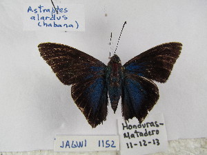  ( - Wi-JAG-1152)  @12 [ ] No Rights Reserved (2015) Julio A Genaro Caribbean Natural History Group